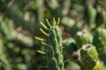 Austrocylindropuntia Subulata or Eve Pin succulent plant close up