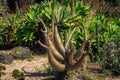 Austrocylindropuntia Subulata or Eve Pin succulent plant in the garden