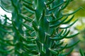 Austrocylindropuntia subulata. Eve`s Needle Cactus. Close up of needles and leaves of cactus