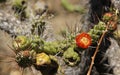 Austrocylindropuntia subulata or Eve`s Needle Cactus