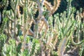 Austrocylindropuntia subulata, Eve`s pin