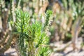 Austrocylindropuntia subulata, Eve`s pin