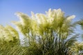 Austroderia richardii ornamental plant Royalty Free Stock Photo