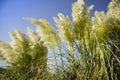 Austroderia richardii ornamental plant Royalty Free Stock Photo