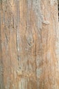 authentic aged wood texture background, wood background concept Royalty Free Stock Photo