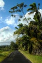 Authentic Backroad on Big Island