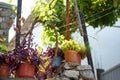 Authentic backyard of albanian house of village on the shore of Lake Skadar. Rustic view with plants in pots