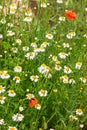 Authentic floral background of white daisies, red poppies, beaut Royalty Free Stock Photo