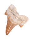 Authentic fossilized prehistoric shark tooth from Morocco