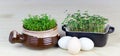 Reused kitchenware used for growing fresh cress and mustard salad greens with eggs on wooden background Royalty Free Stock Photo