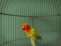 Authentic Little love bird