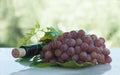 Authentic organic food. Grape Italian delishes with wine ourdoors
