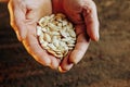 An authentic pair of hands holding a seed, seen from a top view,