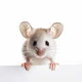 Authentic Scientific Mouse Looking Out Of White Board Royalty Free Stock Photo