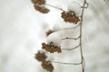 Authentic snowcaps on plant