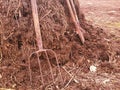 Authentic straw manure heap from cow or horse with work tool Royalty Free Stock Photo