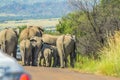 Authentic true South African safari experience in bushveld in a game reserve