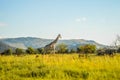 Authentic true South African safari experience in bushveld in a game reserve