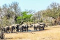 Authentic true South African safari experience in bushveld in a game reserve