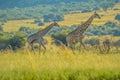 Authentic true South African safari experience in bushveld in a game reserve