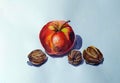 The author\'s drawing of a still life in watercolor from an apple and walnuts.