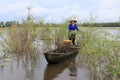 Landscape photo: girl picking dien dien Vietnam