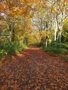 Authum forest in Harderbos Netherlands Royalty Free Stock Photo