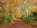 Authum forest in Harderbos Netherlands Royalty Free Stock Photo