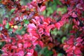 Authumn colors, red leaves on branch Royalty Free Stock Photo