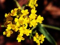 Autinia saxatilis - Alyssum saxatile