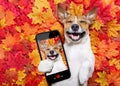 Autmn fall leaves dog selfie Royalty Free Stock Photo