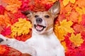 Autmn fall leaves dog selfie Royalty Free Stock Photo