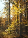 Autmn Forest Royalty Free Stock Photo