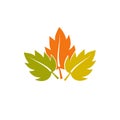 Autmn leaf logo icon