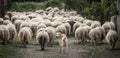 Autochthonous sheep with cowbell, Sardinia, Italy Royalty Free Stock Photo