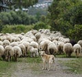 Shepherd dog with autochthonous sheep, Sardinia, Italy Royalty Free Stock Photo