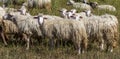 Autochthonous sheep with cowbell, Sardinia, Italy Royalty Free Stock Photo