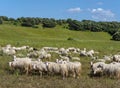 Autochthonous sheep with cowbell, Sardinia, Italy Royalty Free Stock Photo