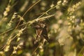 Autochton Cellus Butterfly Macro Photography Royalty Free Stock Photo