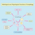 Pathological and Physiological  Functions of Autophagy vector illustration Royalty Free Stock Photo