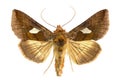 Autographa bractea Royalty Free Stock Photo