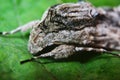 Autographa gamma. Gamma scoop butterfly. Macro photo. Butterfly eyes