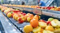 Automated conveyor belt system transporting and sorting various fresh fruits and vegetables in an efficient modern industrial food