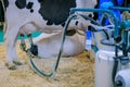 Automated cow milking facility equipment at cattle dairy farm Royalty Free Stock Photo