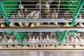 Automated feeding chickens in cage systems within close housing environments Royalty Free Stock Photo
