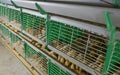 Automated feeding chickens in cage systems within close housing environments Royalty Free Stock Photo