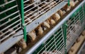 Automated feeding chickens in cage systems within close housing environments Royalty Free Stock Photo
