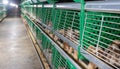Automated feeding chickens in cage systems within close housing environments Royalty Free Stock Photo