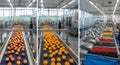 Automated Fruit Sorting and Processing Line Industrial Facility with Multiple Conveyor Belts and Workers in Modern Production Royalty Free Stock Photo