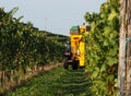 Automated grape harvester machine at work among the vineyards a september morning Royalty Free Stock Photo